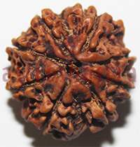 8 mukhi 27978 22mm